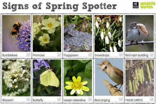 wildlife spotting sheets teaching resources countryside classroom wildlife sheets
