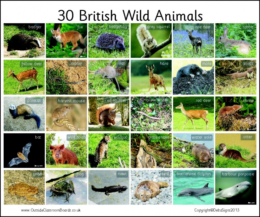 30 British Wild Animals - Photographic – 3110 | Teaching Resources |  Countryside Classroom