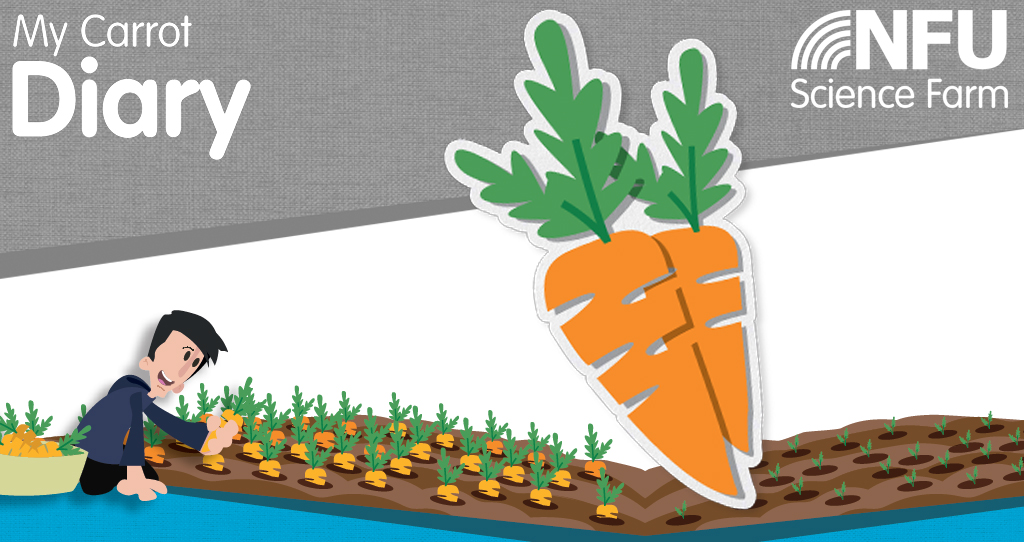 My Carrot Diary - A guide to growing carrots in the classroom | Teaching  Resources | Countryside Classroom