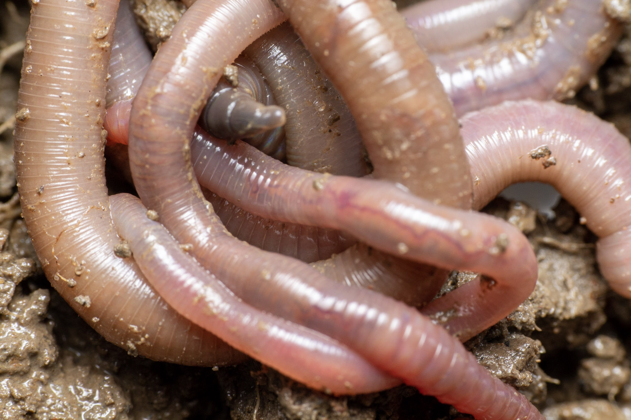 Worms - Maths Activity | Teaching Resources | Countryside Classroom