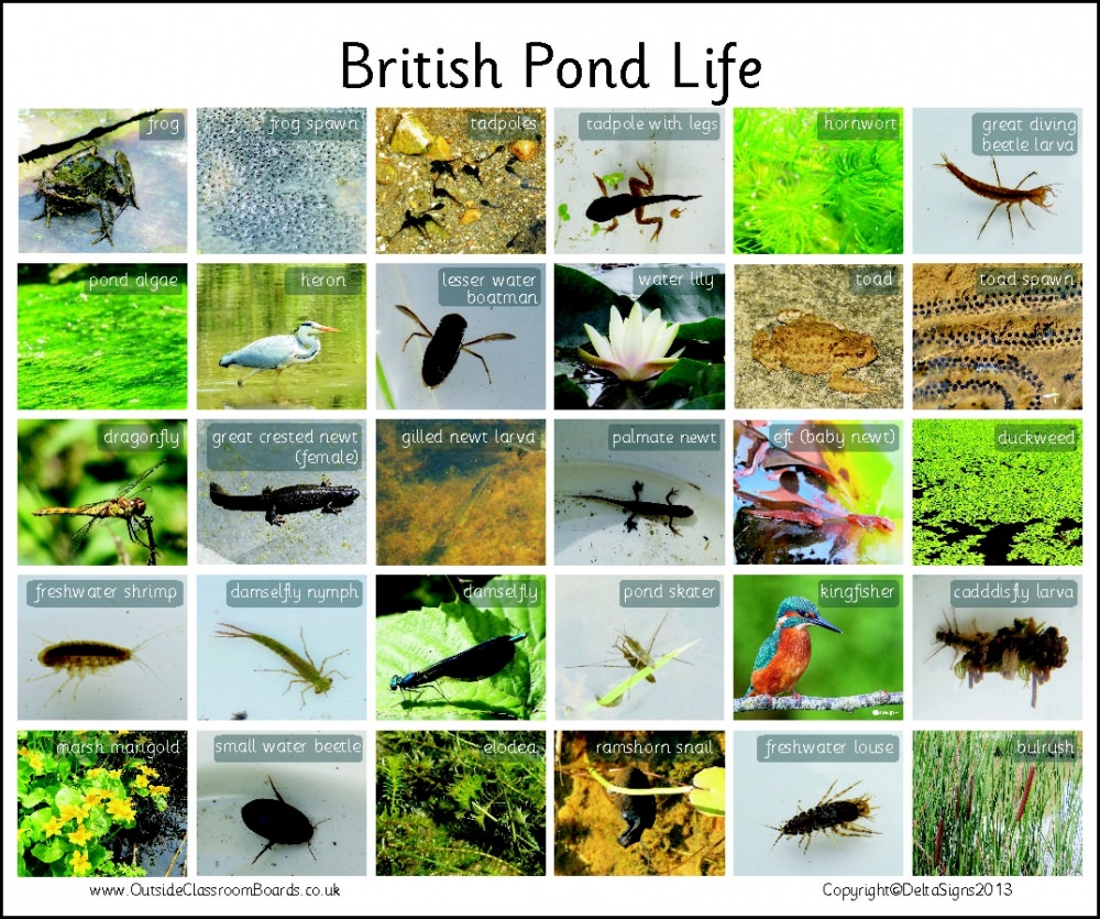 British Pondlife - Photographic – 3114 | Teaching Resources | Countryside  Classroom