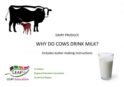 Why Do Cows Drink Milk Teaching Resources Countryside Classroom why-do-cows-drink-milk-teaching-resources-countryside-classroom